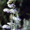 Aconitum bicolour - Abriachan Nurseries, The Garden On Loch Ness